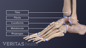 Medical illustration of the bones of the foot and ankle