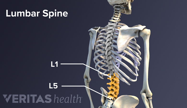 Illustration of the lower back with spine and lumbar vertebrae highlighted.