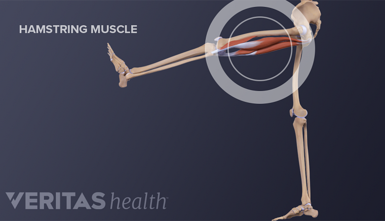 Illustration of hamstring muscle anatomy.