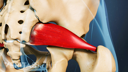 Vista de perfil del músculo piriforme en la articulación de la cadera.