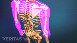 医学插图骨架肩膀和臂举红表示疼痛、麻木或叮当