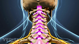 Medical illustration of the cervical spine