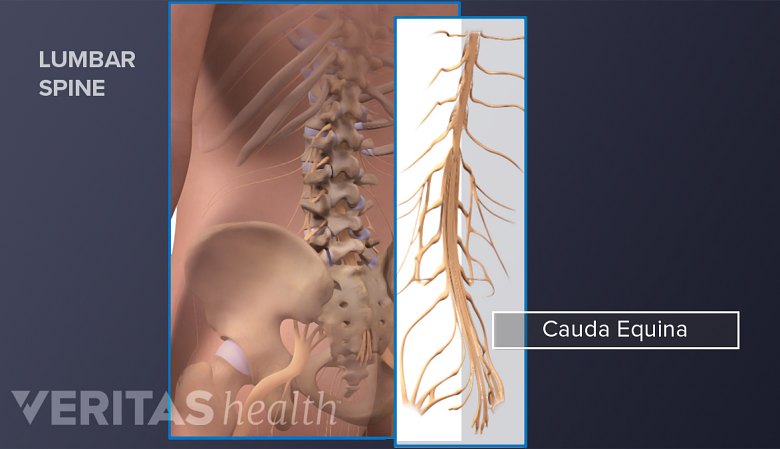 The lower back and pelvic bones along with the spinal cord and cauda equina.