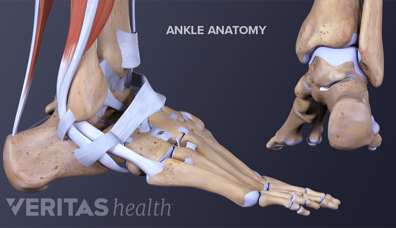 Profile and posterior view of the ankle anatomy