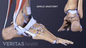 踝关节解剖剖面图和后视图