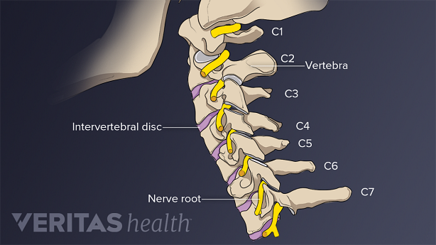 An illustration showing cervical vertebra c1 to c7