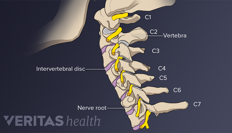 An illustration showing cervical vertebra c1 to c7