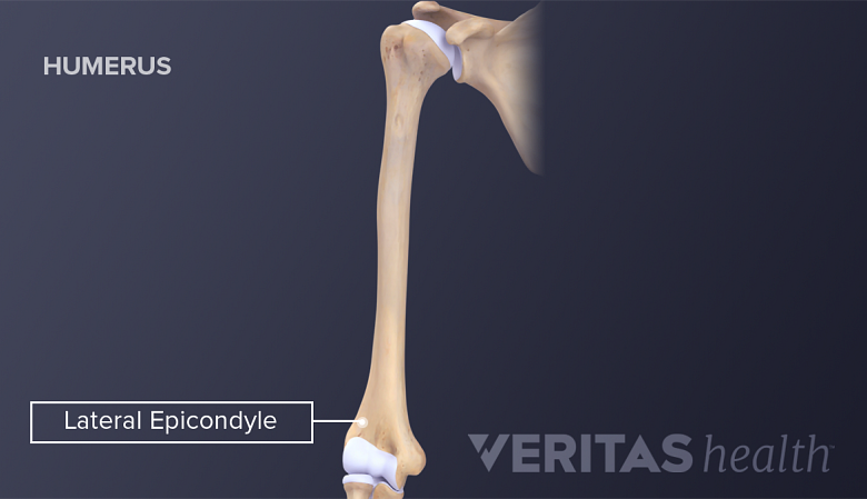 Illustration showing anatomy of humerus labelling lateral epicondyle.