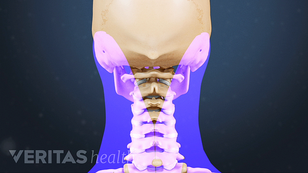 Medical illustration of the skull and the back of the cervical spine
