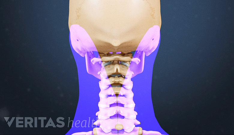 An illustration showing the neck region highlighted in blue.