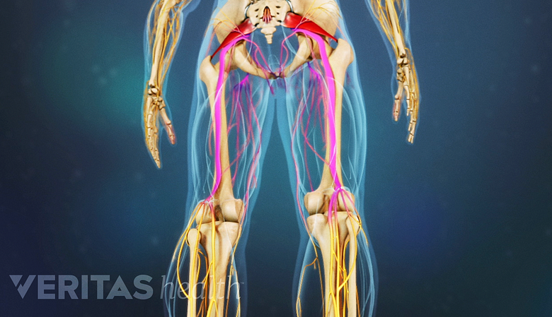 3D rendering of the pelvis and lower body of the human skeletal system.