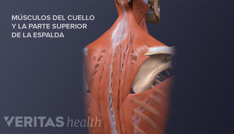 Los músculos del cuello y la parte superior de la espalda.