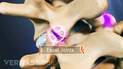 Facet joints highlighted in the cervical spine