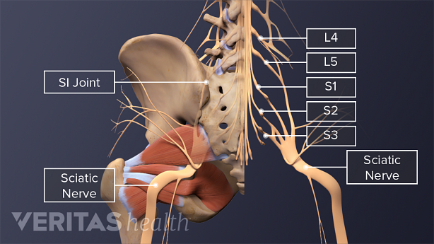Posterior view of the pelvis highlighting the SI joint, lumbar spinal nerves L4-S3, and the sciatic nerve.