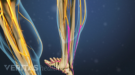 Posterior view of sciatic nerves going down the legs.