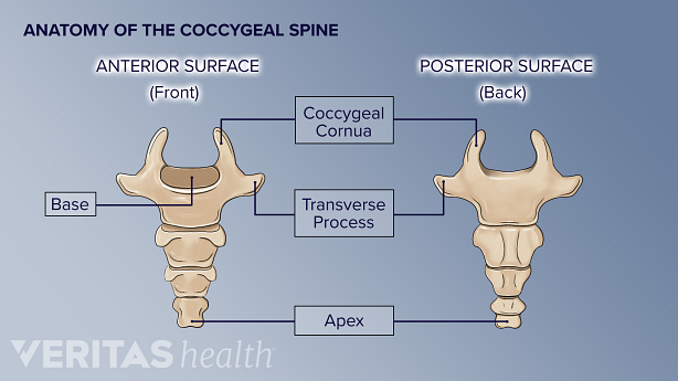 Ilustración de la vista frontal y posterior del cóccix humano resaltando las diferentes partes.