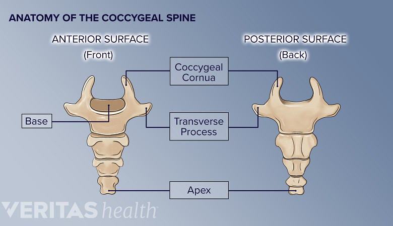 An illustration showing anatomy of coccygeal spine.