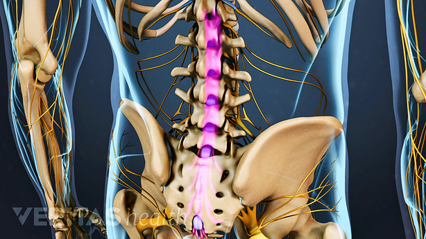 Ilustración de la anatomía de la espalda baja de un ser humano. Destacando los nervios de la columna lumbar que forman la cauda equina.