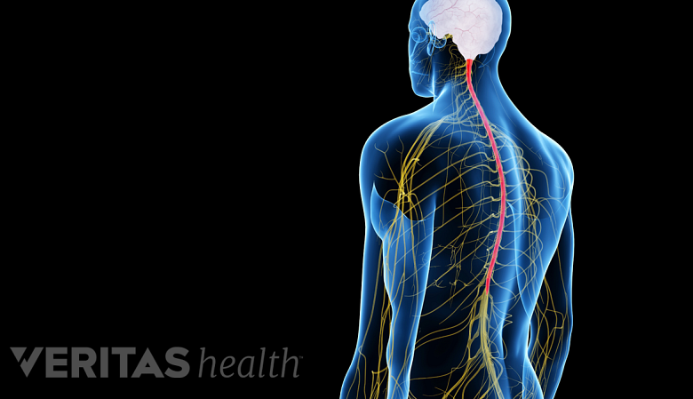 medical illustration showing brain and posterior nervous system.