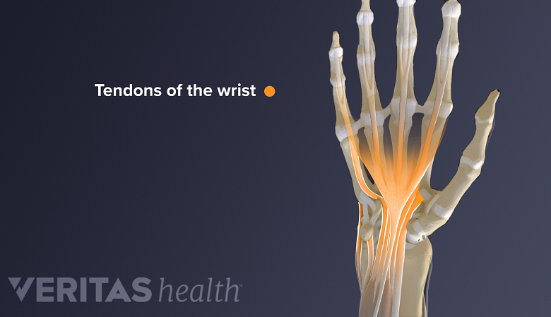 Tendons of the hand and wrist.