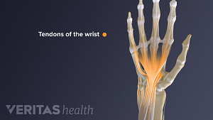 Dorsal view of the wrist tendons