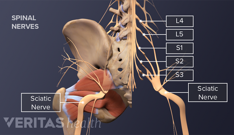 Posterior view labeled diagram of the nerves of the lumbar spine.