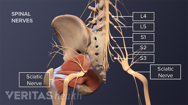 Posterior view labeled diagram of the nerves of the lumbar spine.
