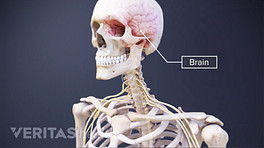 Transparent, anterior view of the skeleton revealing the brain