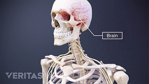 Transparent, anterior view of the skeleton revealing the brain