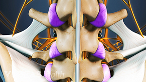 Vista posterior de tendones y ligamentos de las vértebras.