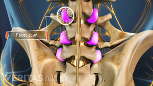 Close up view of the spine showing facet joints