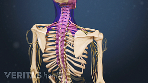 Medical illustration of a skeleton. The cervical and thoracic spine is highlighted in pink.