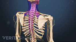 Medical illustration of a skeleton. The cervical and thoracic spine is highlighted in pink.