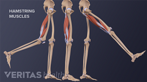 腿筋肌肉收缩和拉伸状态的剖面视图